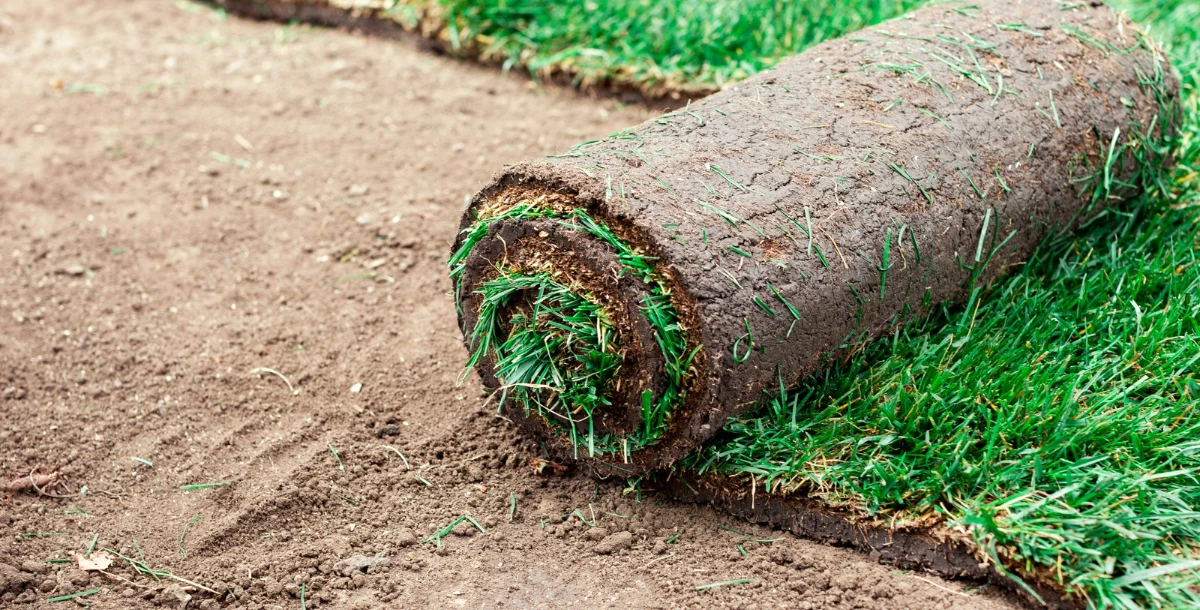 Trawniki z rolki – nowoczesne rozwiązanie dla wymagających